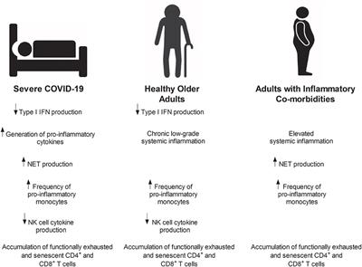 Immunesenescence: A Predisposing Risk Factor for the Development of COVID-19?